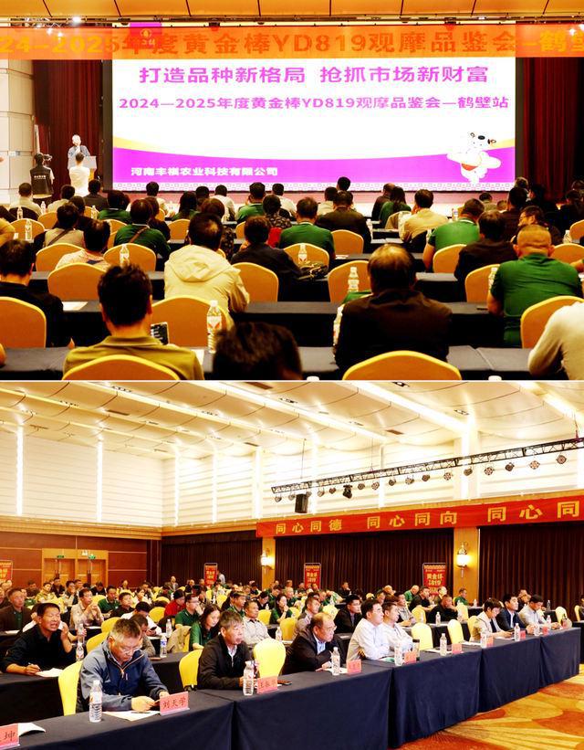 黄金棒YD819：解锁玉米高产密码——2024—2025年度黄金棒YD819观摩品鉴会在鹤壁成功举办(图5)