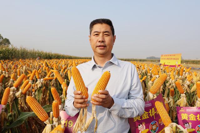 黄金棒YD819：解锁玉米高产密码——2024—2025年度黄金棒YD819观摩品鉴会在鹤壁成功举办(图15)