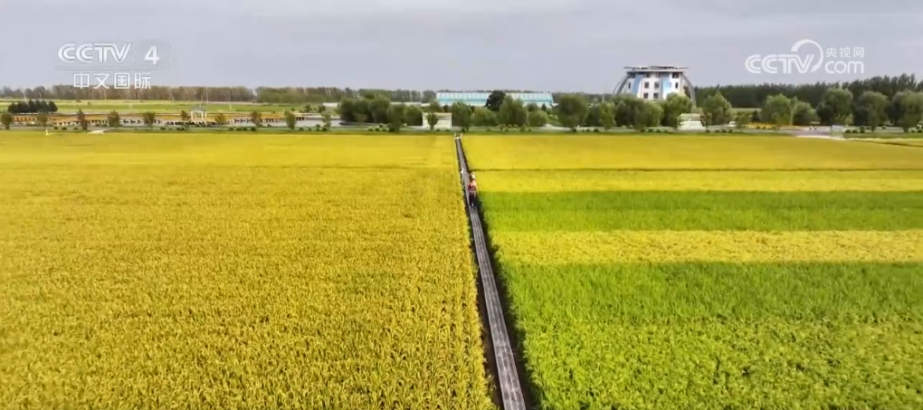 荒原变粮仓 “数”说北大荒新型农业现代化道路(图8)