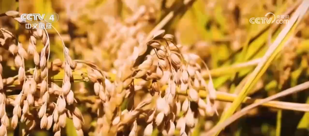 荒原变粮仓 “数”说北大荒新型农业现代化道路(图11)