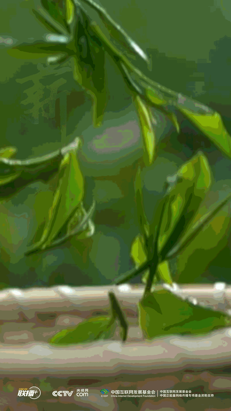薪火相传丨一草一木 清香隽永(图1)
