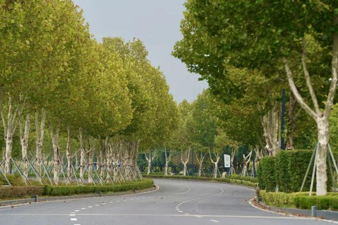 在世界互联网大会永久举办地有条“千亿大道”！(图4)